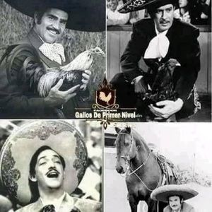 Meet your Posher, Dario